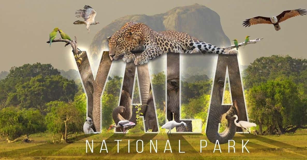 Yala Safari